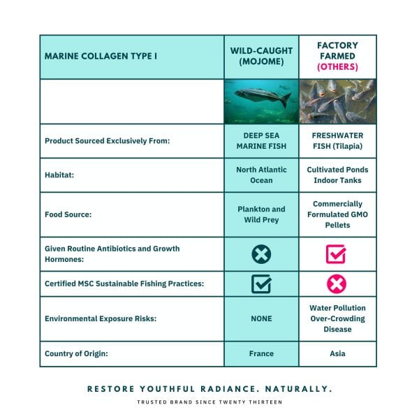 Comparison table of Marine Collagen Type I: Wild-Caught (MojoMe) vs. Factory Farmed (Others). MojoMe Marine Collagen sourced from deep sea marine fish in the North Atlantic Ocean, fed on plankton and wild prey, free from antibiotics and growth hormones, certified MSC sustainable fishing practices, and free from environmental exposure risks. Factory Farmed Collagen from freshwater fish (Tilapia) in cultivated ponds or indoor tanks, fed on commercially formulated GMO pellets, given routine antibiotics and growth hormones, not certified sustainable, with risks of water pollution, overcrowding, and disease, originating from Asia. Restore youthful radiance naturally with MojoMe Marine Collagen.