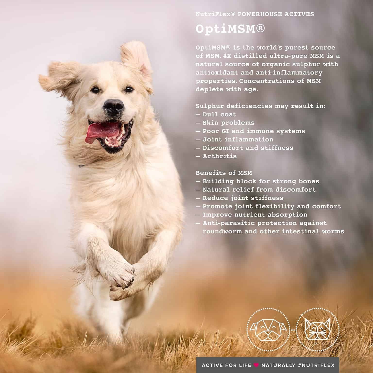 The Benefits of MSM for Dogs and Cats