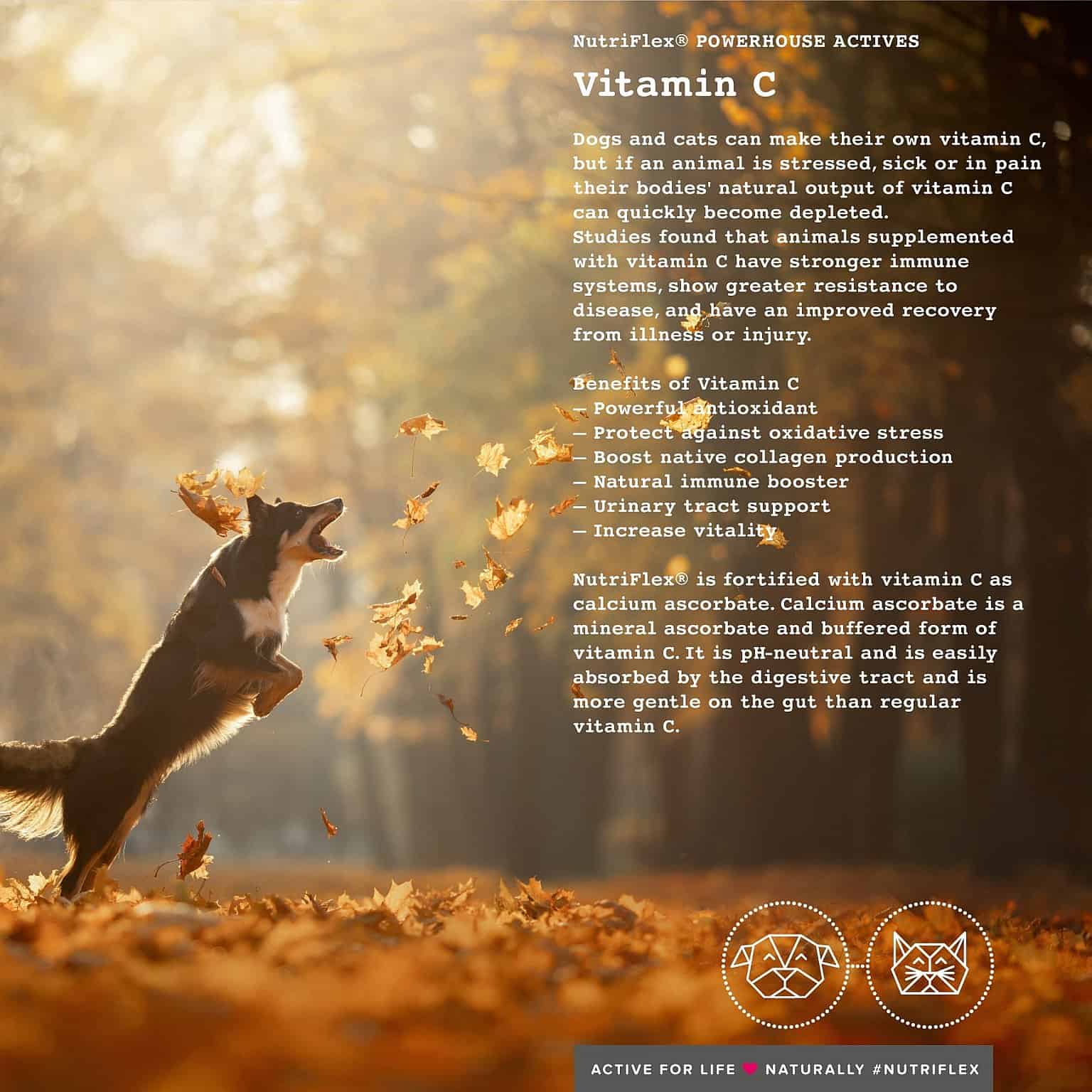 Benefits of Vitamin C for Dogs and Cats